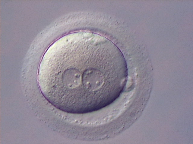 Эмбриология 6