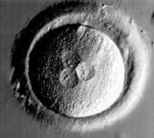 Эмбриология 7